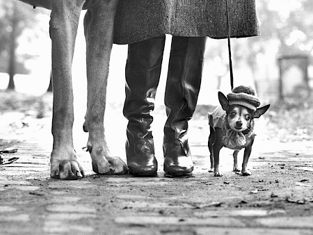 Elliott Erwitt – Unter Hunden